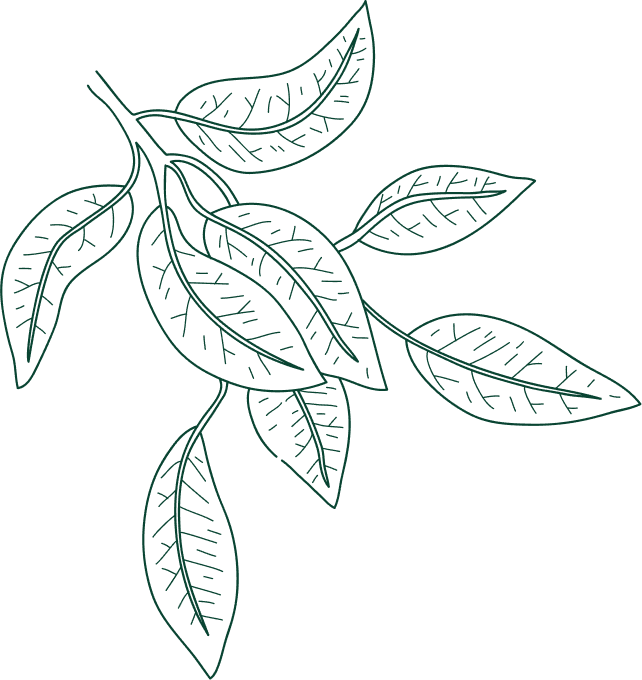 Leaves